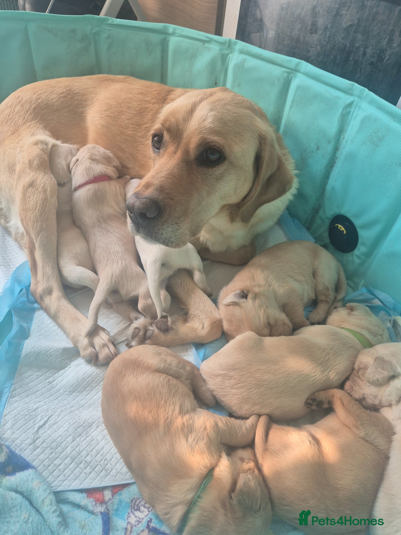 Labrador Retriever dogs We have one beautiful red boy available ❤️  - Advert 11