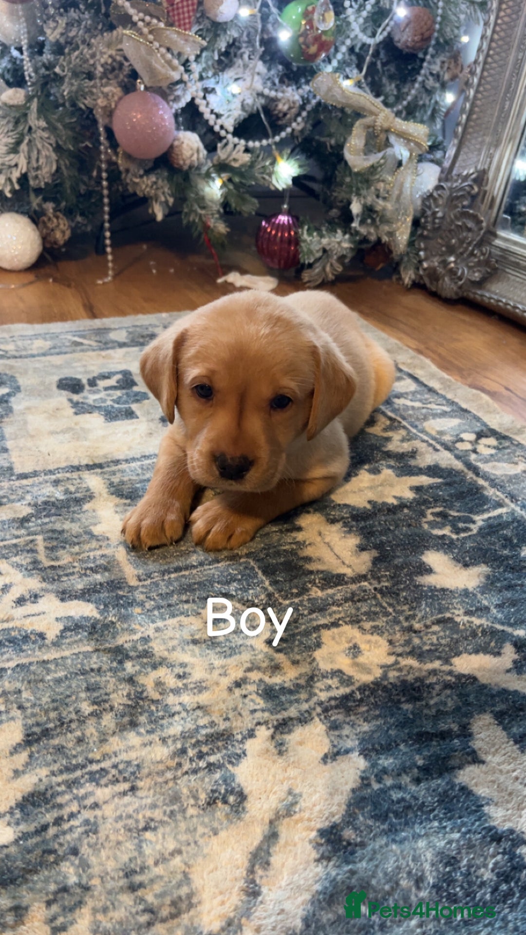 Labrador Retriever dogs for sale: Puppies for sale  - Advert 5