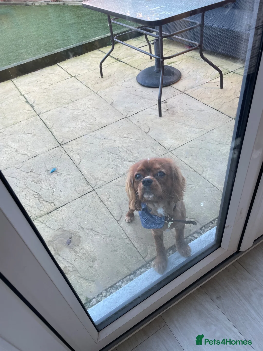 Cavalier King Charles Spaniel dogs for stud: Leo Bennett Stud  in Milton Keynes - Advert 5