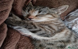 Mixed Breed cats for sale: 4 Beautiful kittens ready for loving home  ♥️ - Image 4