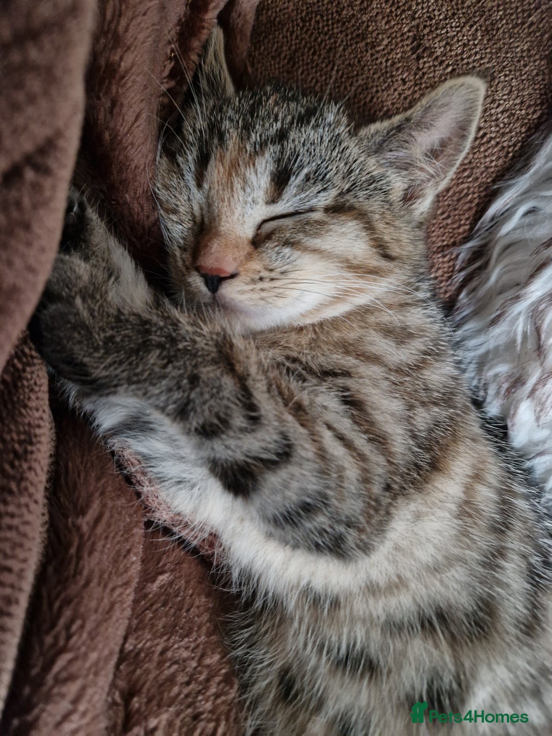 Mixed Breed cats for sale: 4 Beautiful kittens ready for loving home  ♥️ - Image 4