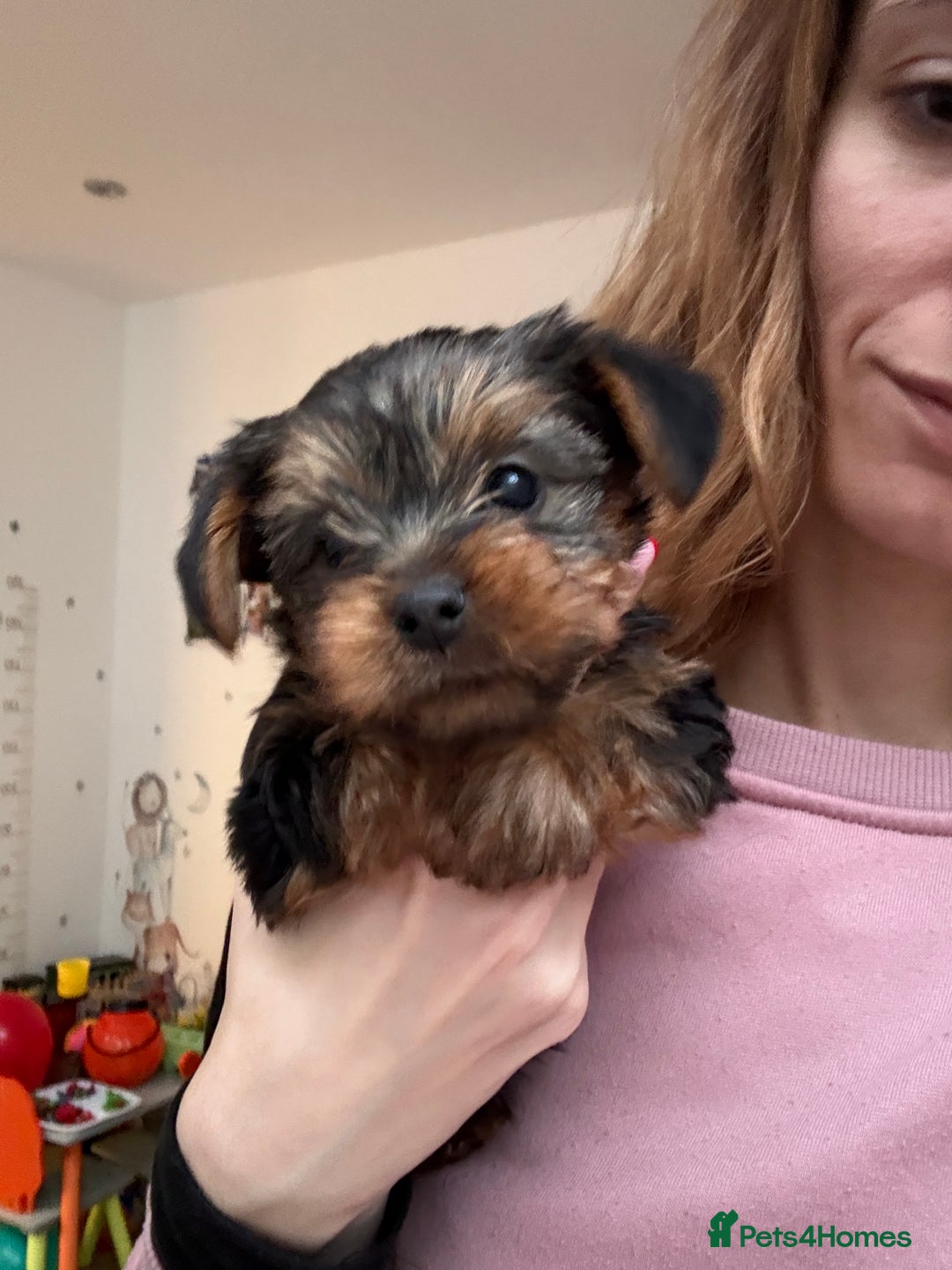Yorkshire Terrier dogs for sale: Yorkshire puppy - Advert 3