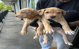 Mastiff dogs for sale: Mastiff X Pups - Advert 10