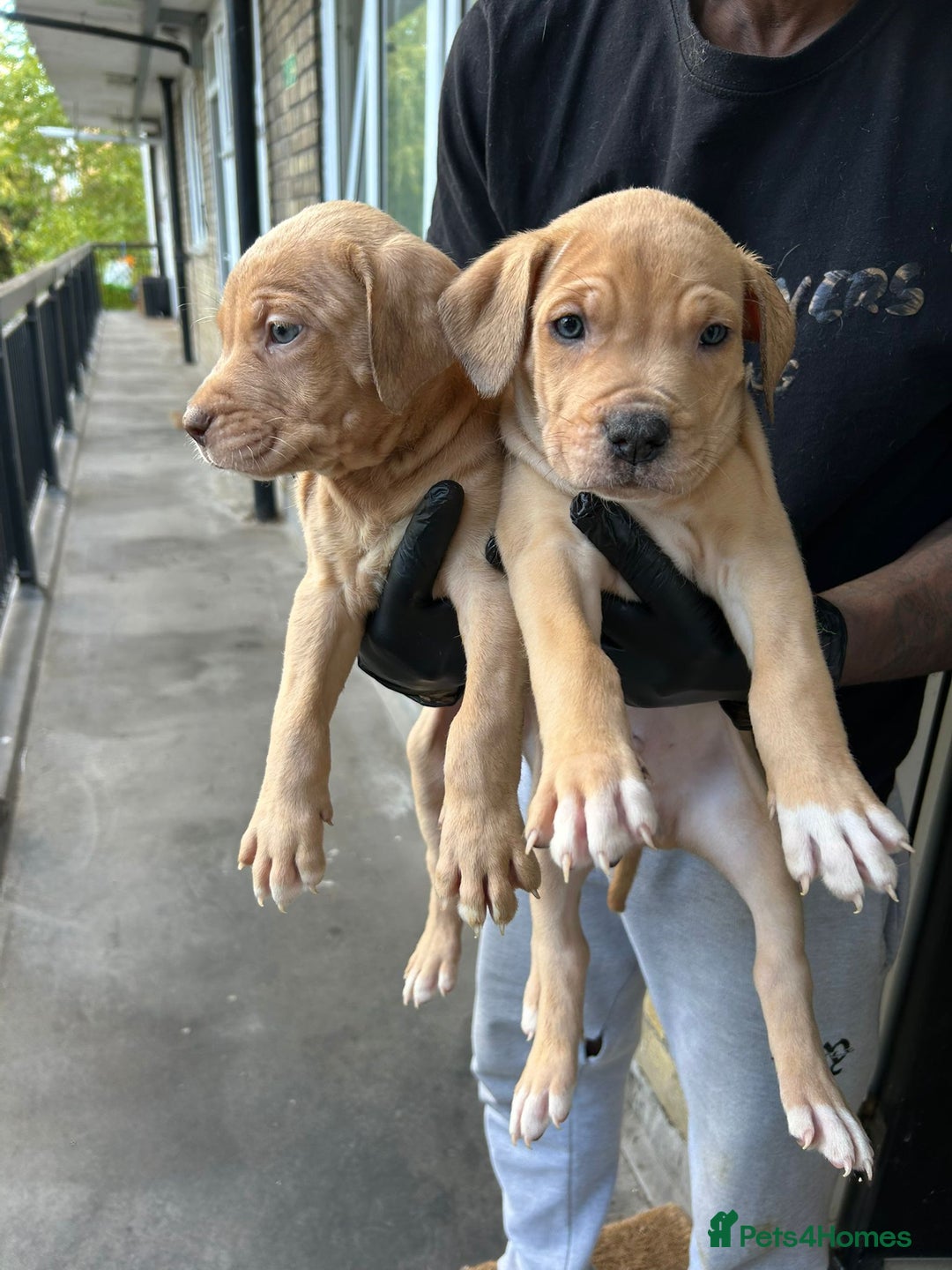 Mastiff dogs for sale: Mastiff X Pups - Advert 10