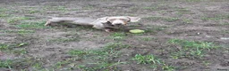 Miniature Dachshund dogs for sale: Kc miniature dashound in Bilston - Advert 3