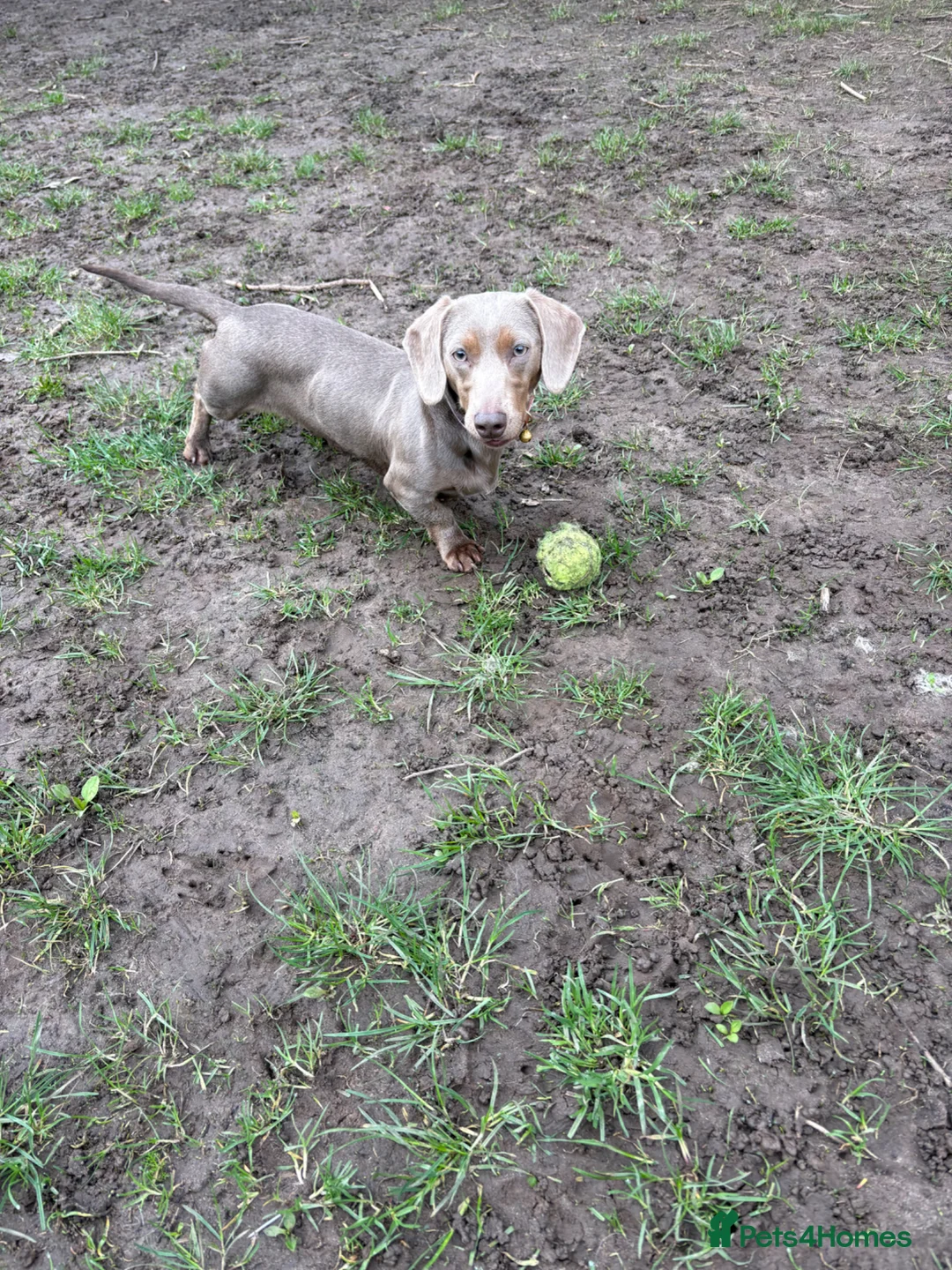 Miniature Dachshund dogs for sale: Kc miniature dashound in Bilston - Advert 3