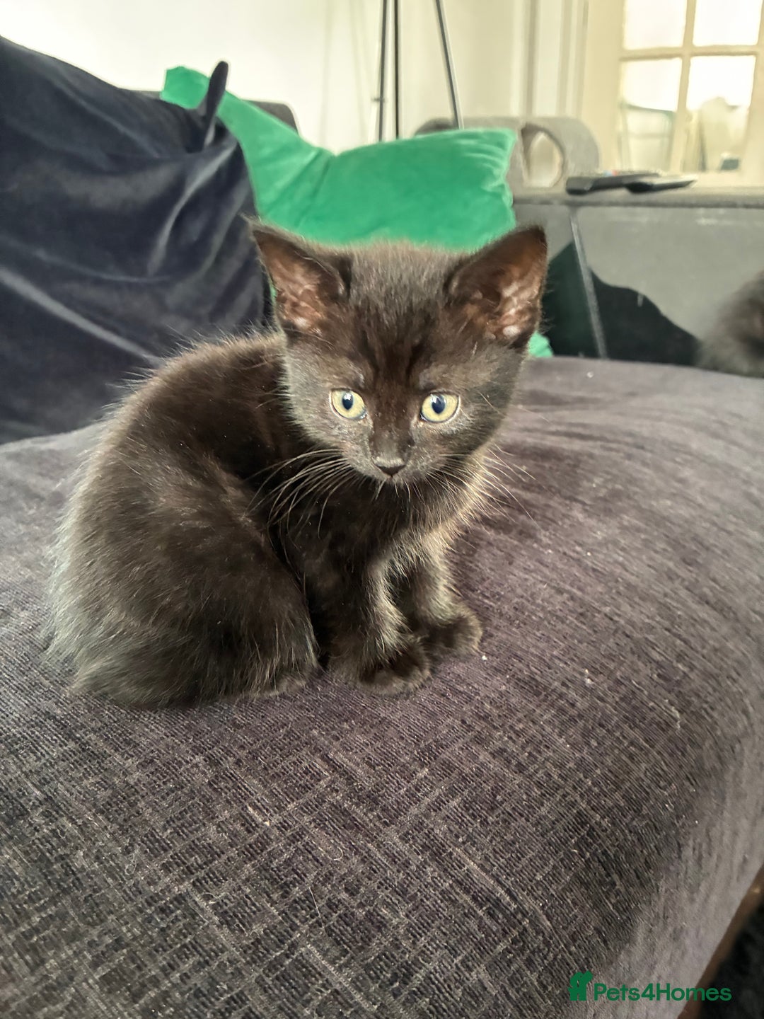 Mixed Breed cats for sale: Black kittens - Image 4