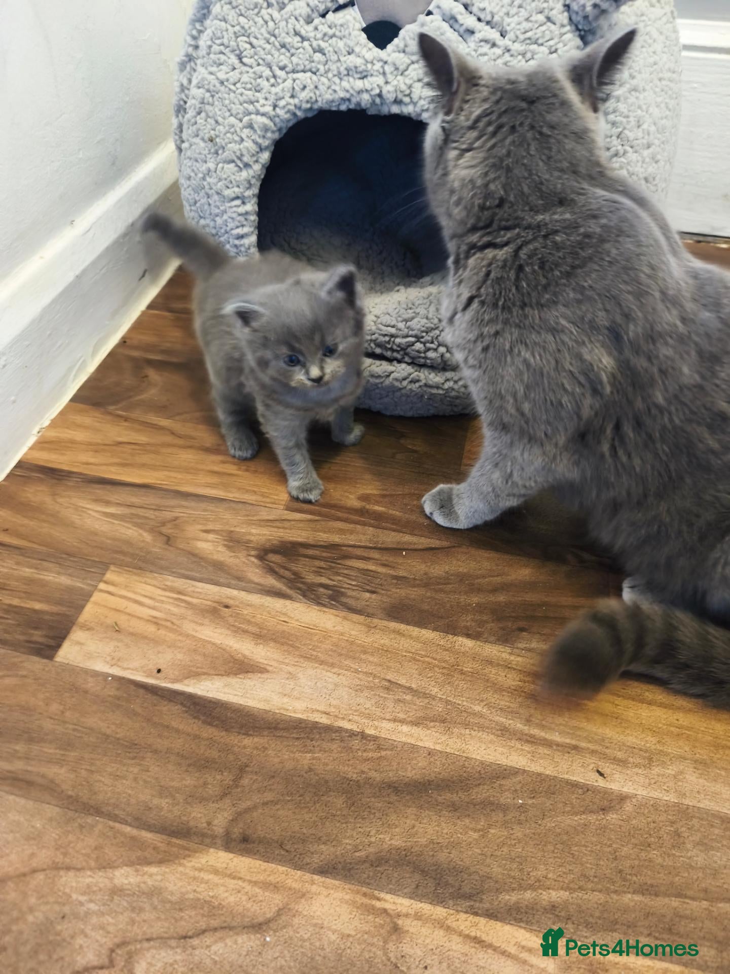 British Shorthair cats British short hair kittens  - Advert 2