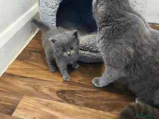British Shorthair cats British short hair kittens - Advert 2
