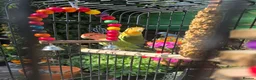 Lovebirds birds for sale: 2 Lovebirds with Large Cage Food Accessories - Advert 4