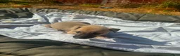 Lurcher dogs for sale: LURCHER PUPPIES  - Advert 9