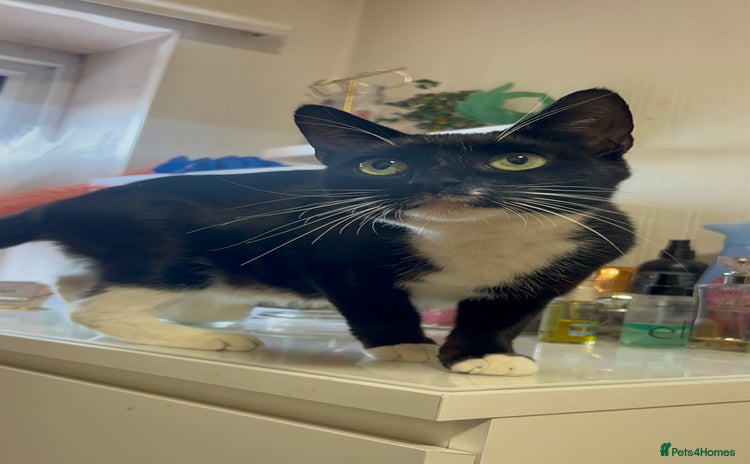 Domestic Shorthair cats - Advert 17