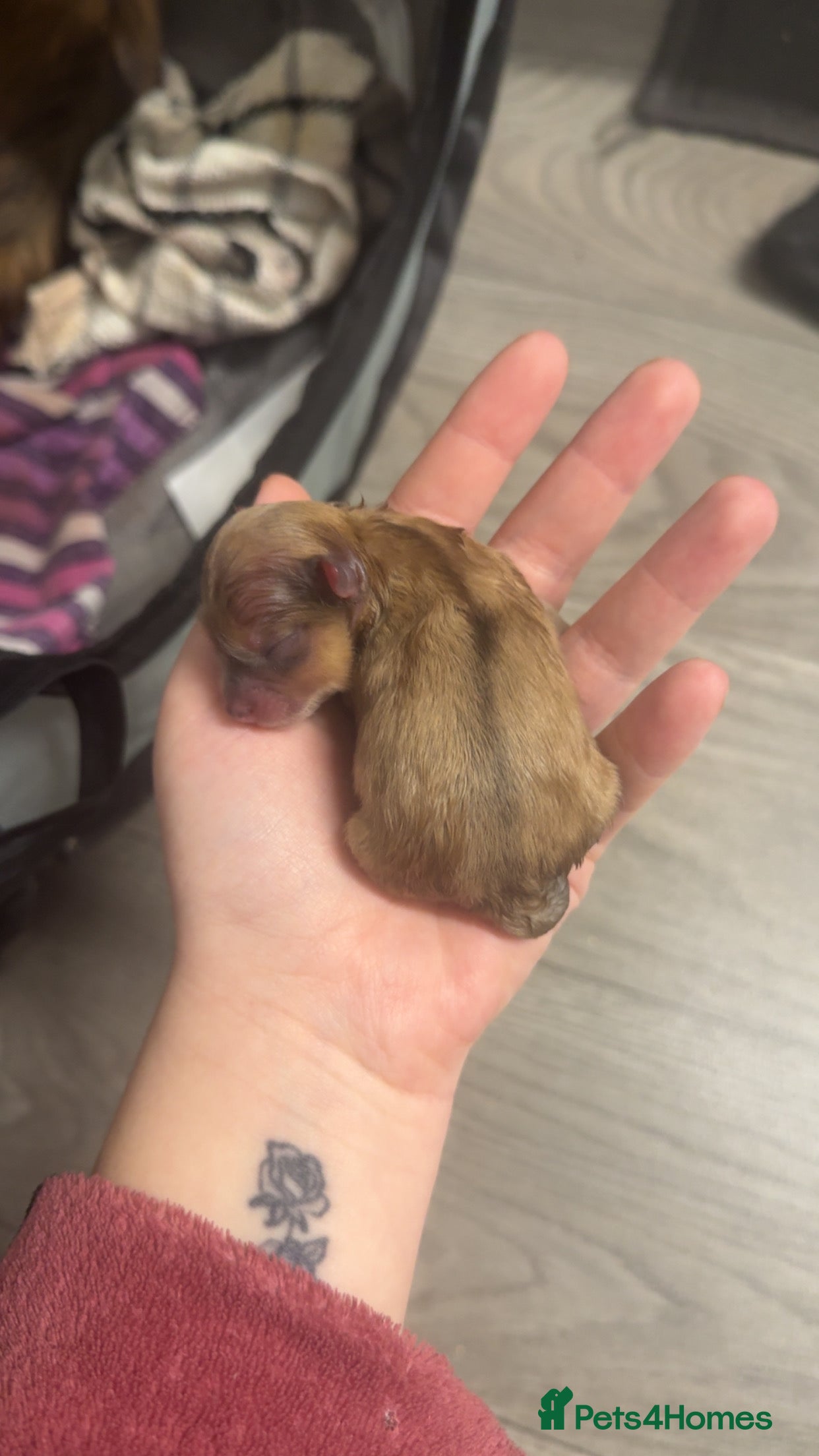 Pomchi dogs Pomchi puppies 😍 - Advert 1