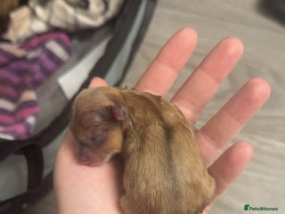 Pomchi dogs Pomchi puppies 😍 - Advert 1