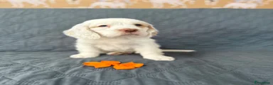 Clumber Spaniel 4