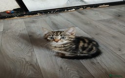 Mixed Breed cats for sale: Tabby kittens for sale - Image 6