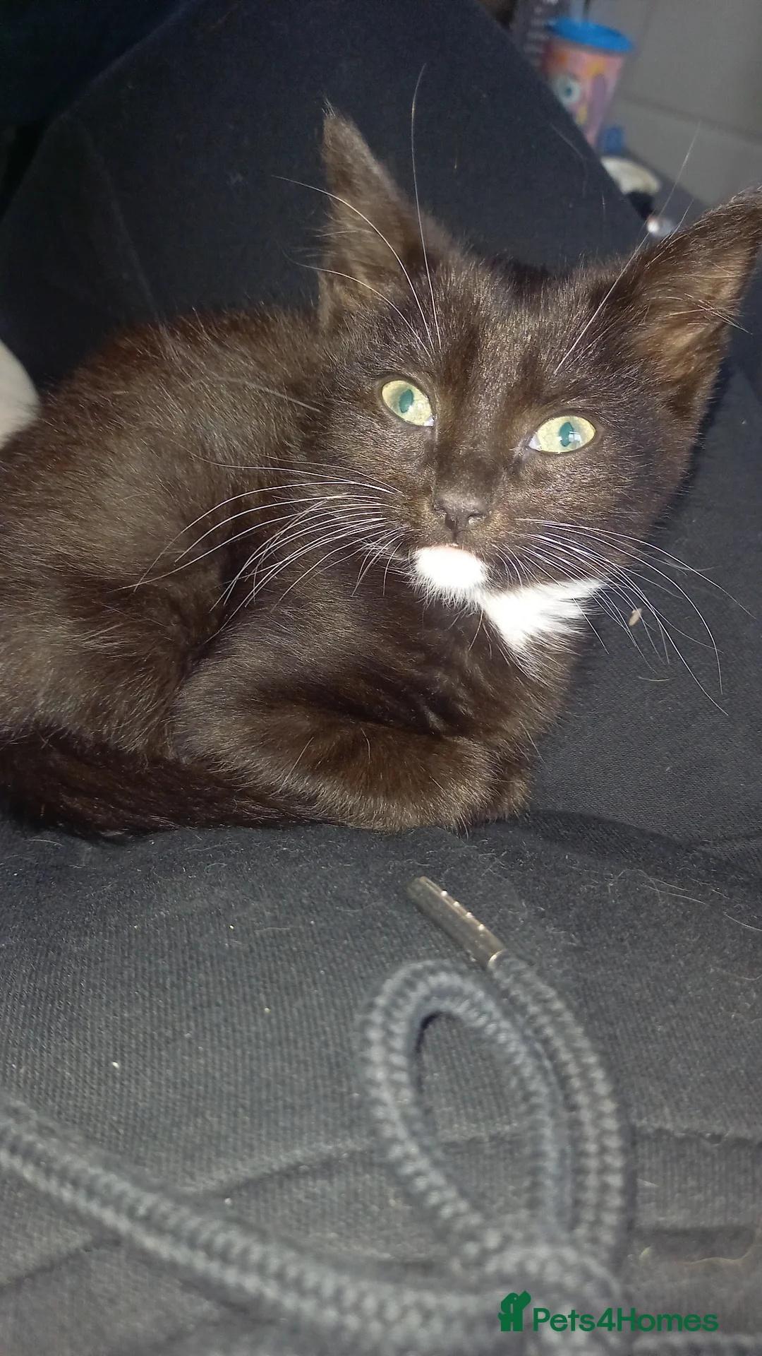 Mixed Breed cats for sale: Beautiful male kitten 13 weeks old in Norwich - Advert 2