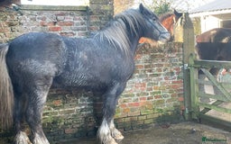 Shetland pony horses for sale: Shire grey 2 year old gelding - Image 2