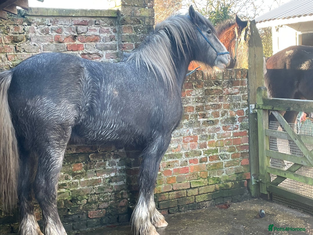 Shetland pony horses for sale: Shire grey 2 year old gelding - Image 2