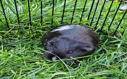 Guinea Pig rodents for sale: Guinea pigs  - Image 10