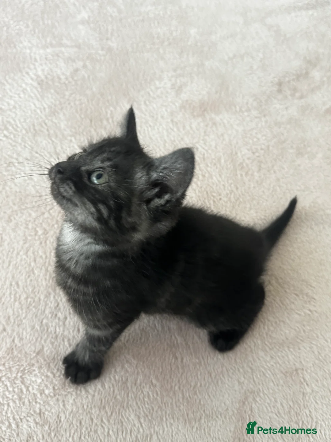 British Longhair cats for sale: British longhair and shorthair kittens - Advert 13