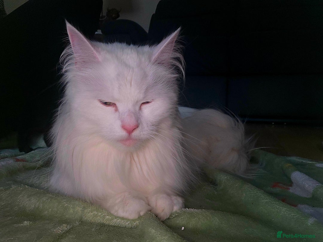 Mixed Breed cats for sale: Pure white kittens Mainecoon x - Image 5