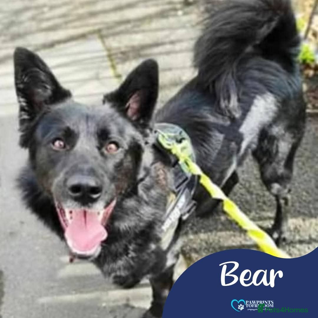 Mixed Breed dogs Meet Bear, currently residing in Staffordshire - Advert 1