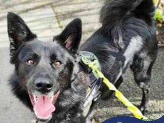 Mixed Breed dogs Meet Bear, currently residing in Staffordshire - Advert 1