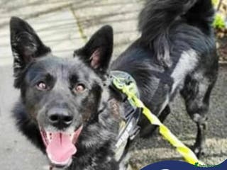 Mixed Breed dogs Meet Bear, currently residing in Staffordshire - Advert 2