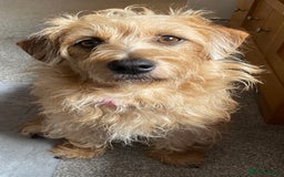 Mixed Breed dogs for sale: Poodle / bichon frise X puppies  - Image 6