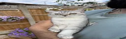 Maine Coon cats for sale: 2 female kittens Maincoon and British shorthair  - Advert 7