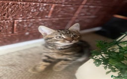 Siberian cats for sale: Siberian/mixed breed kittens in Dudley - Image 1