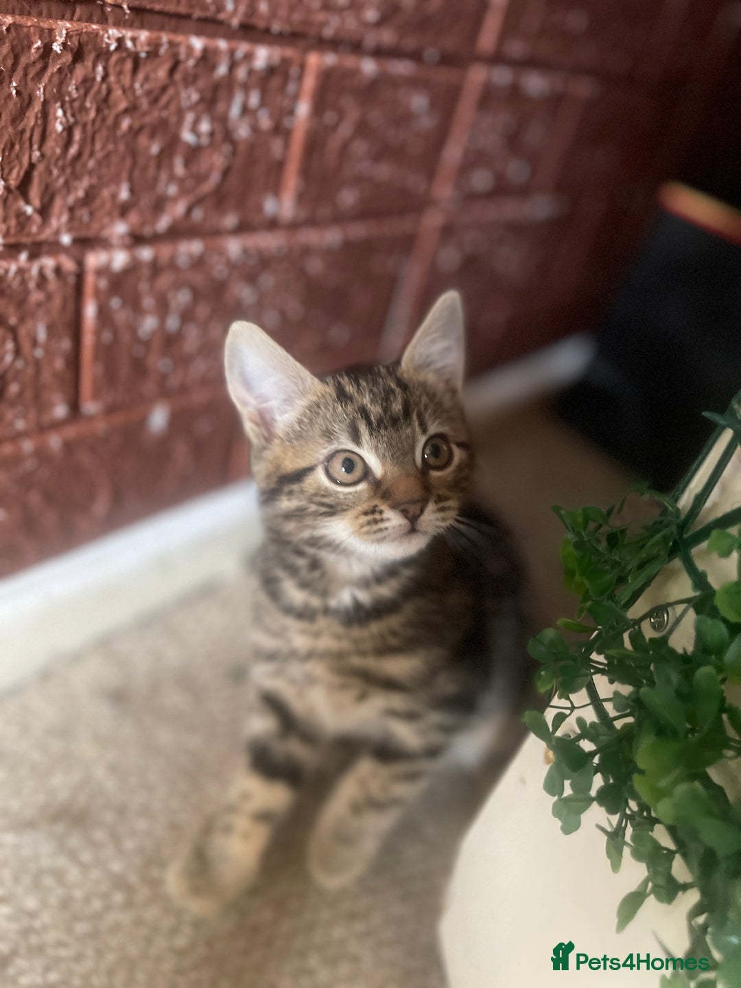 Siberian cats for sale: Siberian/mixed breed kittens in Dudley - Image 1