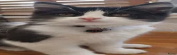 Mixed Breed cats for sale: Billie - Advert 8