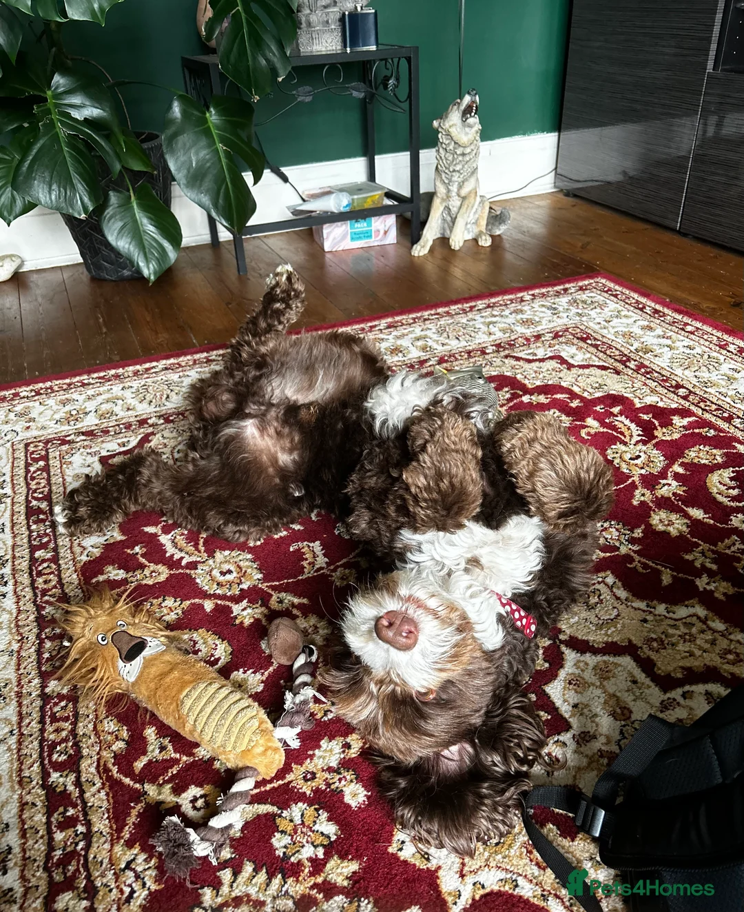 Mixed Breed dogs for stud: Sproodle labdradoodle cross to stud no charge - Advert 4