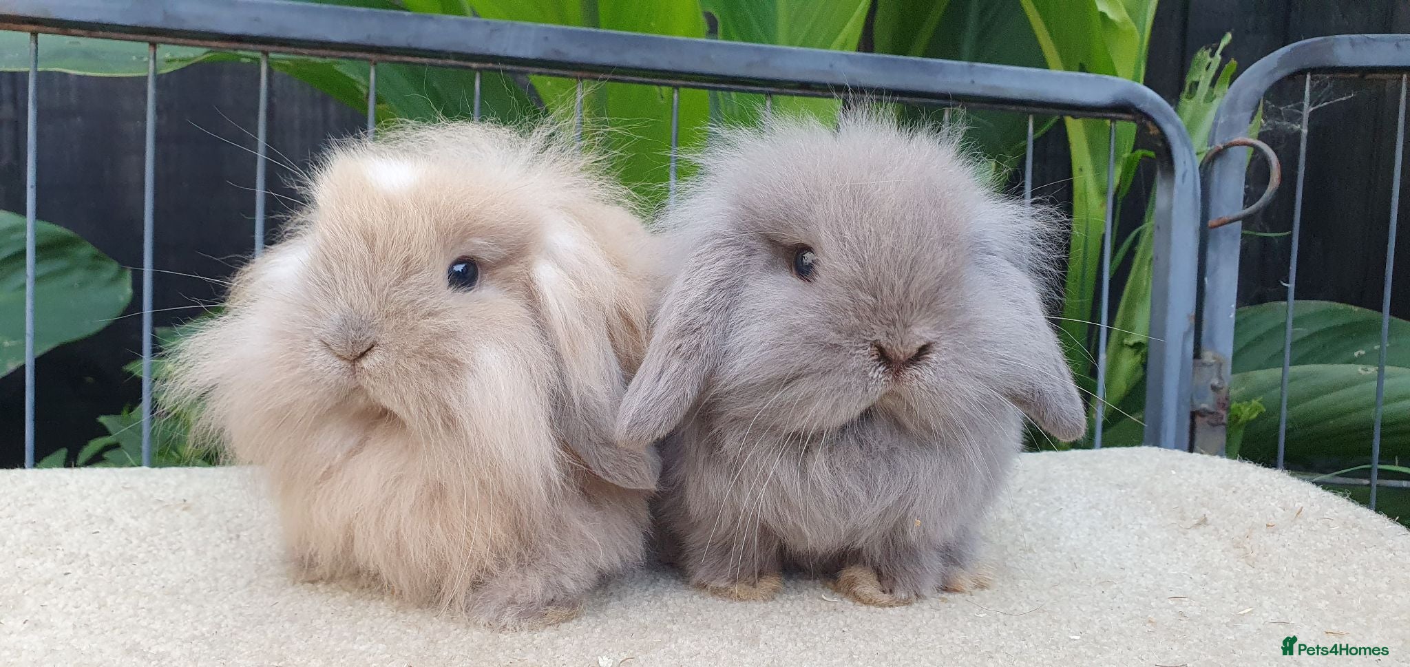 Mini Lop rabbits Baby minilops and lionlops now available  - Advert 10