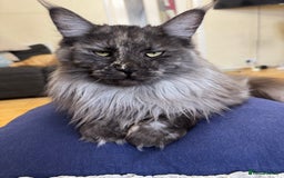 Maine Coon cats for sale: HURRY!! 10-MONTH-OLD MAINE COON KITTENS FOR SALE🐱 - Image 1
