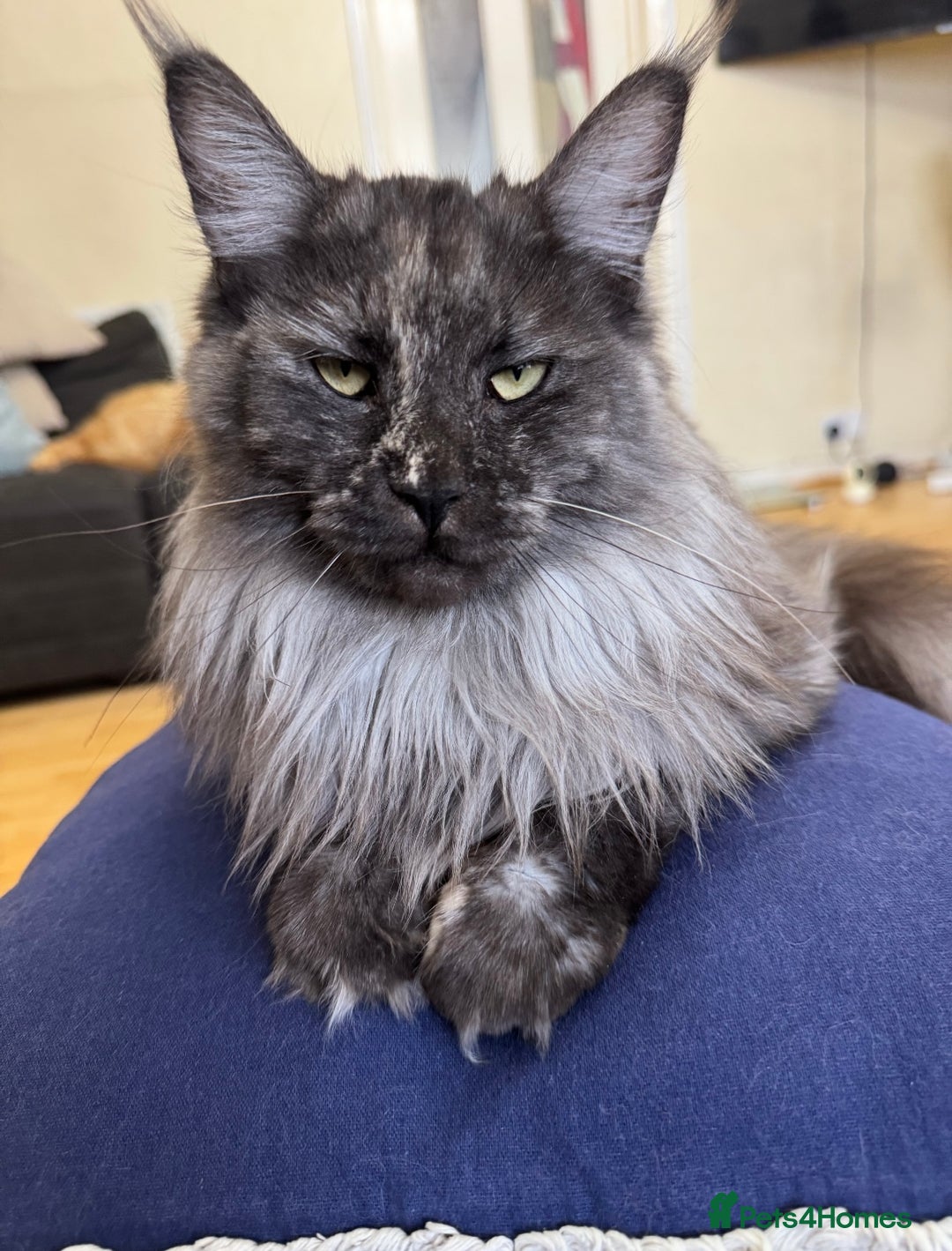 Maine Coon cats for sale: HURRY!! 10-MONTH-OLD MAINE COON KITTENS FOR SALE🐱 - Image 1