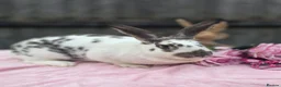 Continental Giant rabbits for sale: Agouti and White continental Doe - Advert 2