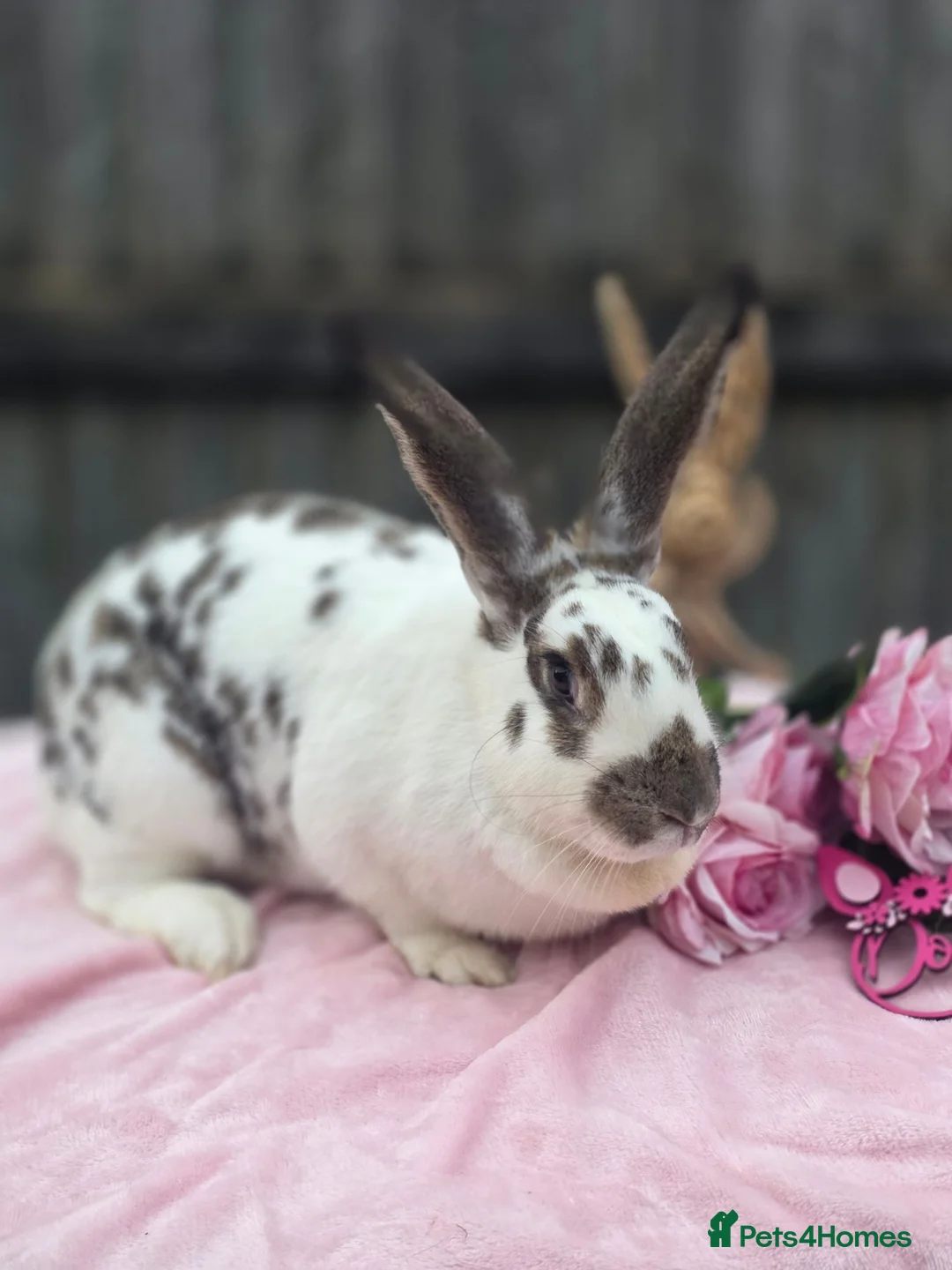 Continental Giant rabbits for sale: Agouti and White continental Doe - Advert 2