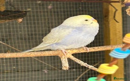Budgerigars birds for sale: BEAUTIFUL BABY BUDGIES FOR SALE - Image 10
