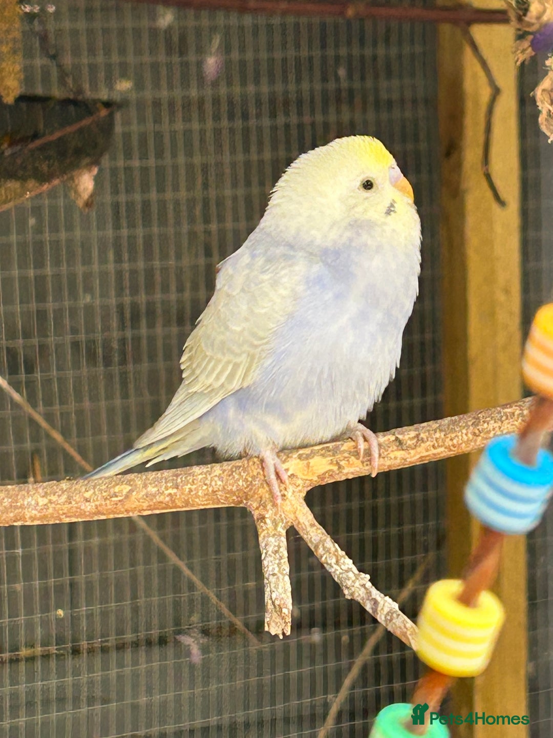 Budgerigars birds for sale: BEAUTIFUL BABY BUDGIES FOR SALE - Image 10