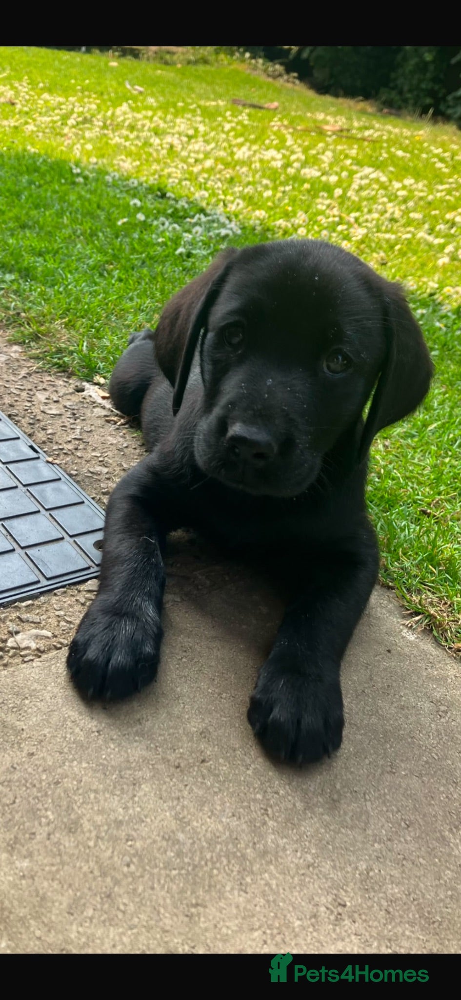 Labrador Retriever dogs RKC Black Labrador Puppies for Sale - Advert 18