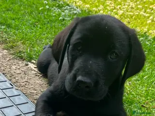 Labrador Retriever dogs RKC Black Labrador Puppies for Sale - Advert 18