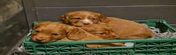 Cocker Spaniel dogs for sale: Chunky cocker spaniel puppies - Advert 7