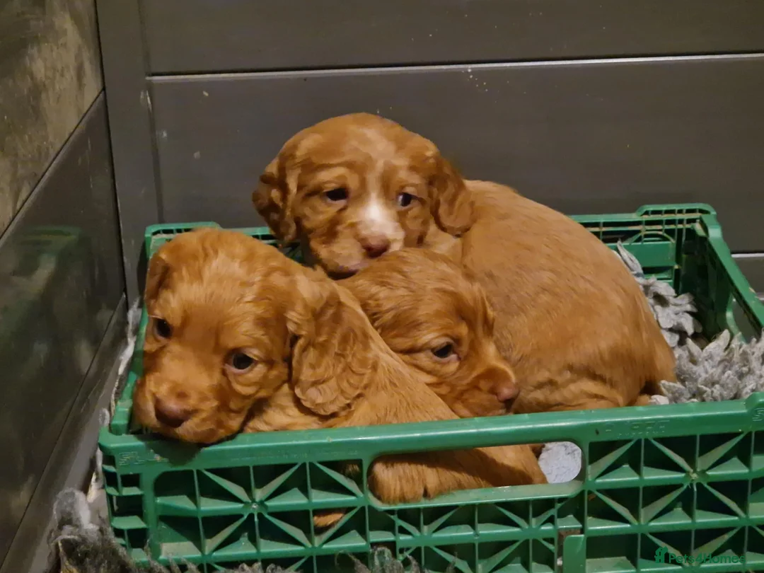 Cocker Spaniel dogs for sale: Chunky cocker spaniel puppies - Advert 7