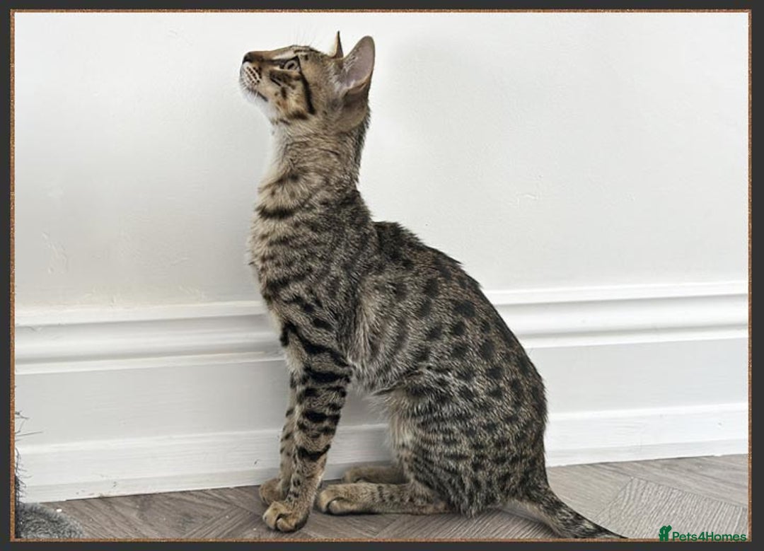 Savannah cats for sale: Dramatically reduced and ready F5 SBT Savannahs in Bingley - Image 21