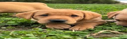 Labrador Retriever dogs for sale: KC Labradors - parents health tested  - Advert 16
