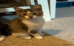 Mixed Breed cats for sale: 1 female kittens for Sale - Advert 18