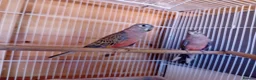 Parrots birds for sale: Bourkes  in Barnsley - Advert 3